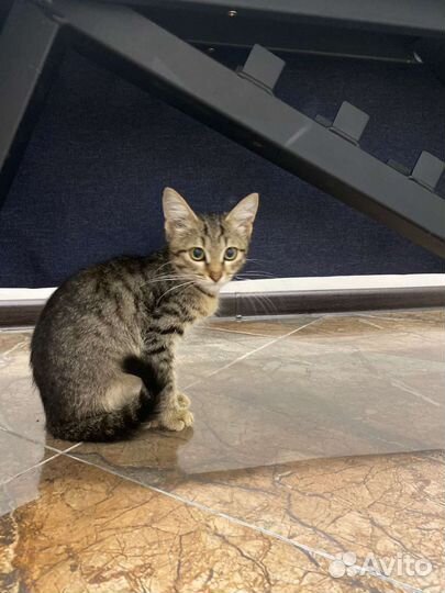 Два котёнка, мальчики, Чип и Дейл