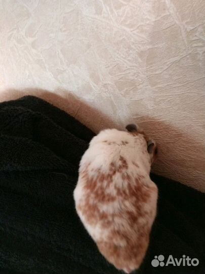 Сирийские короткошерстные хомячки