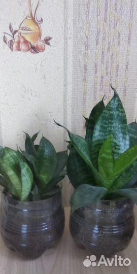 Хлорофитум сансевьера