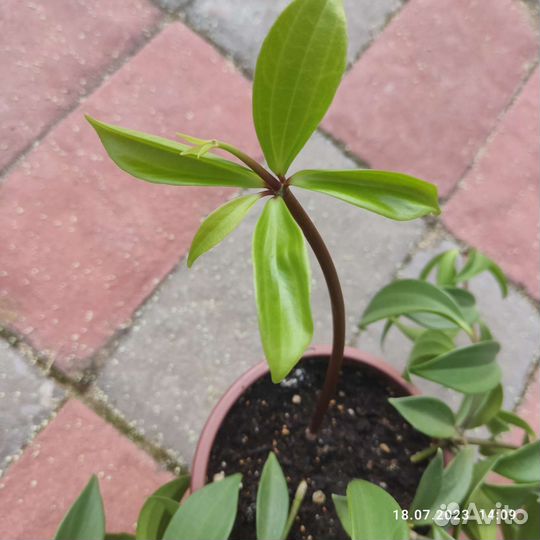 Пеперомия перескиелистная
