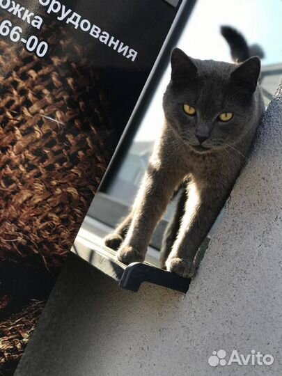 Кот породистый британец