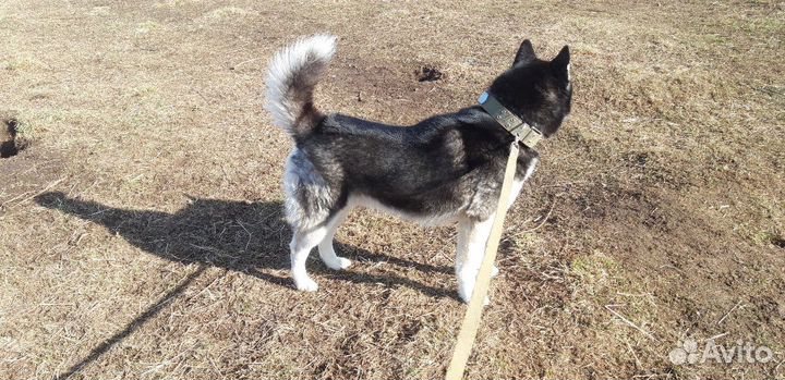 Сибирский хаски вязка