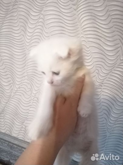 Котёнок белоснежный девочка