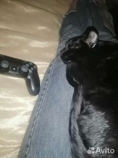 Передержка животных