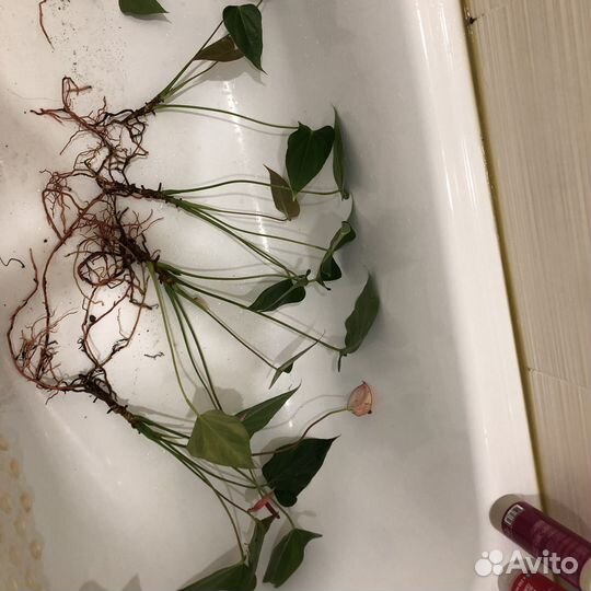 Антуриум/ Комнатные цветы
