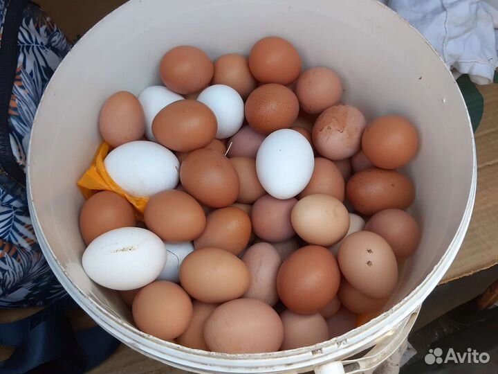 Куры молодки