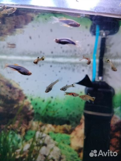 Гуппи, креветки вишни, мелании