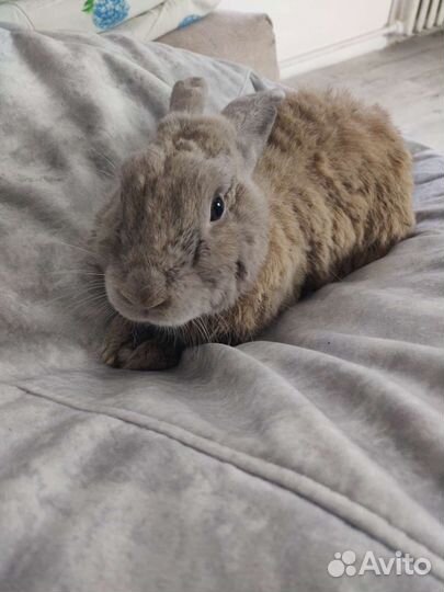 Декоративный кролик