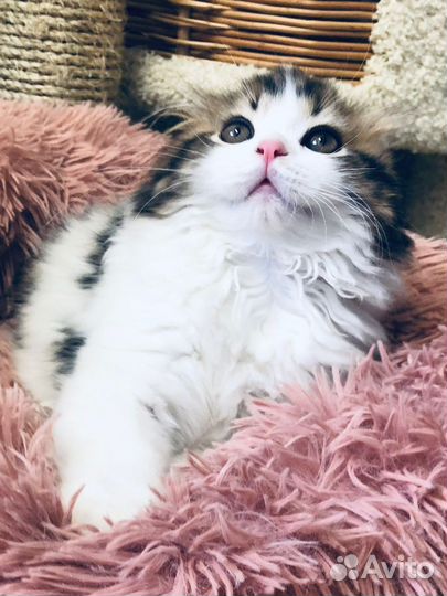 Котята хайленд фолд