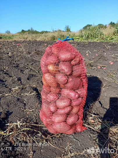 Продам картофель