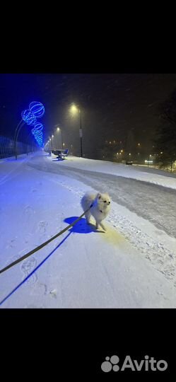 Вызка кобель