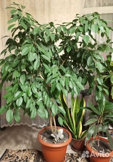 Фикус бенджамина большой