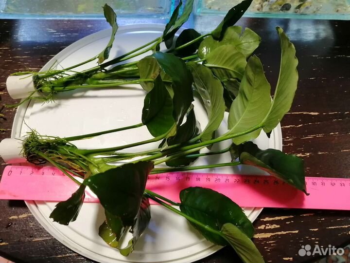 Аквариум. Анубиас. Коряга. Корабль