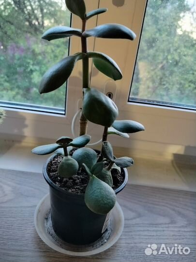 Денежное дерево