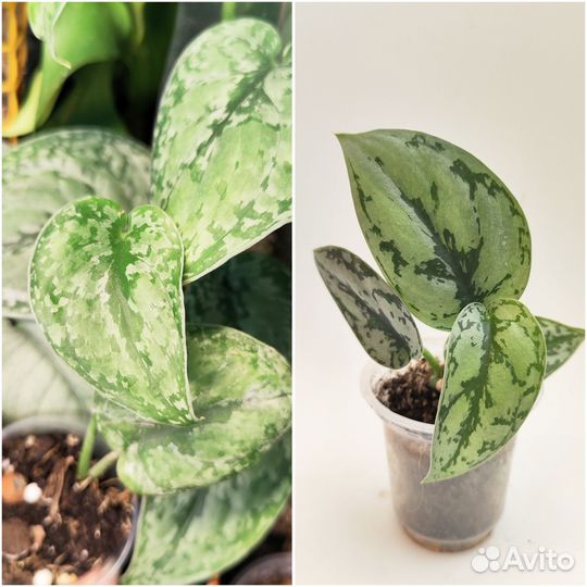 Сциндапсусы и эпипремнумы