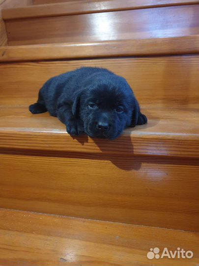 Щенки лабрадора