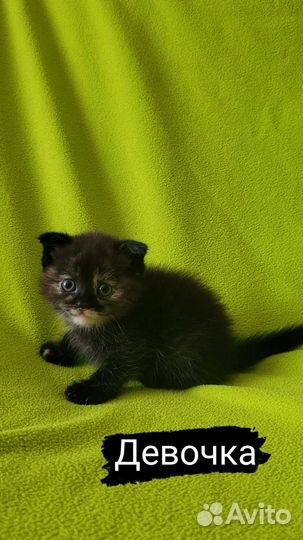 Шотландская