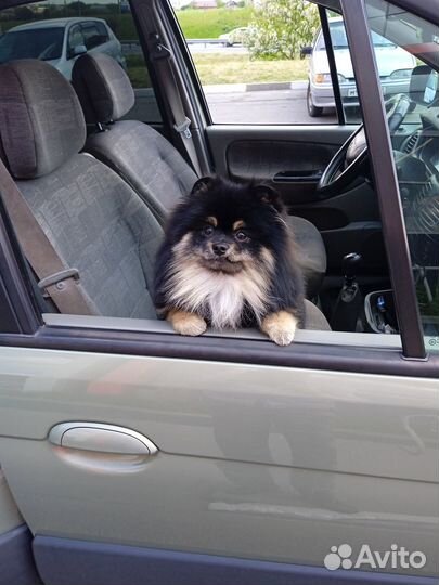 Вязка кобель шпица