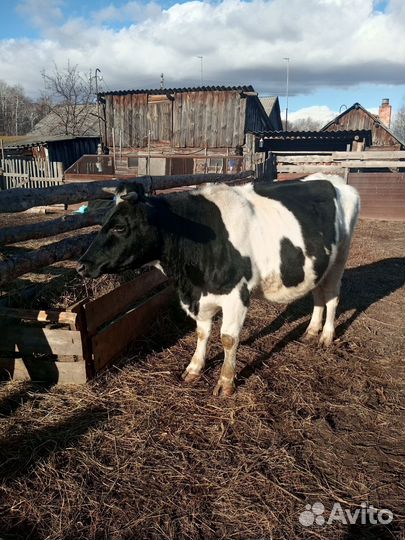 Корова(стельная)