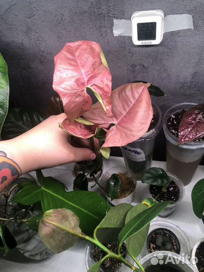 Сингониум неон робуста