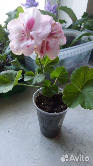 Пеларгония герань