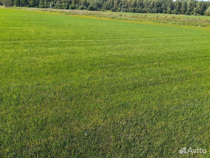 Рулонный газон напрямую от производителя