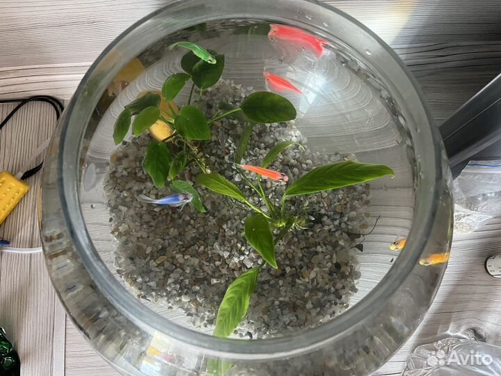 Аквариум с рыбками