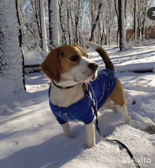 Собака для вязки