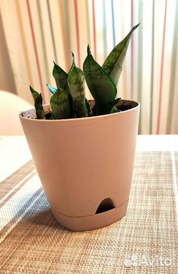 Сансевиерия ханни