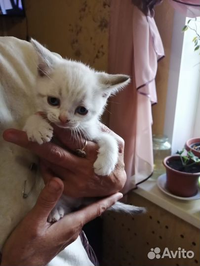 Котята отдам бесплатно