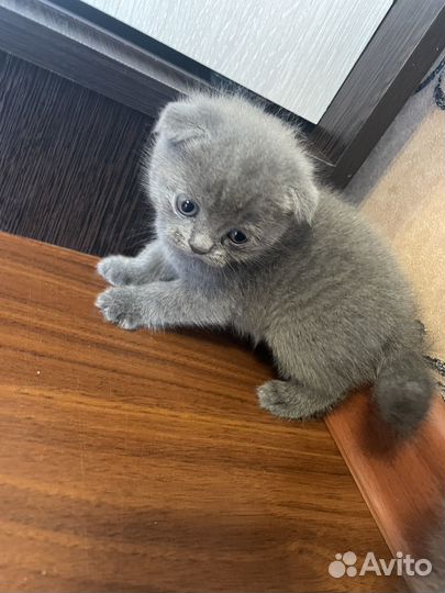 Шотландские вислоухие котята