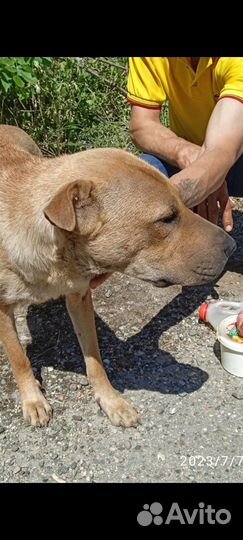 На заброшенной базе найдена метиска шарпейка