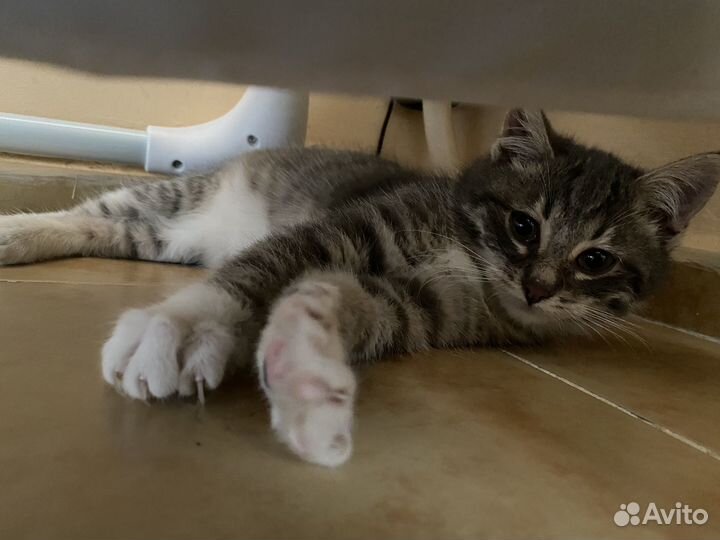 Котенок
