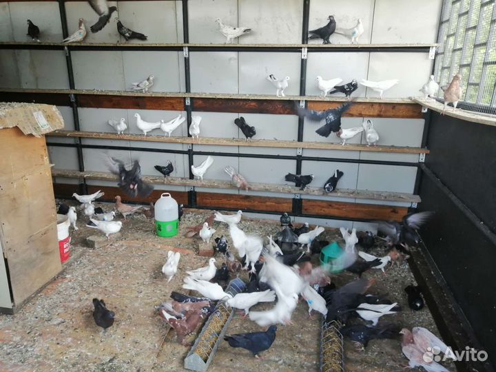 Голуби бакинские бойные