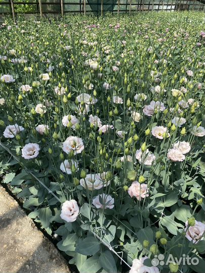 Эустома оптом