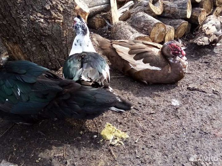 Мускусные утята