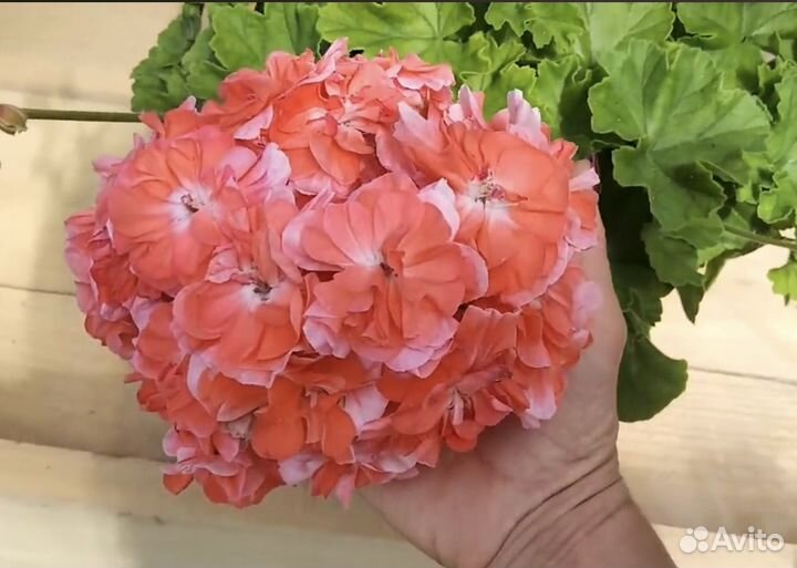 Пеларгония Ю В Феникс