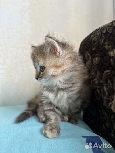 Котенок