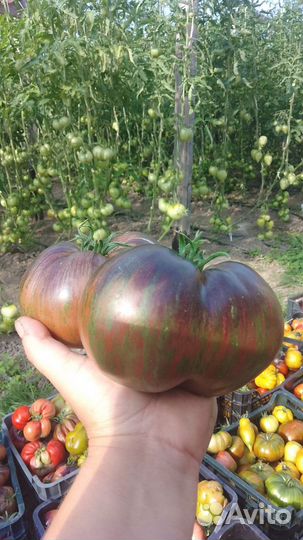 Семена томатов (частная коллекция)