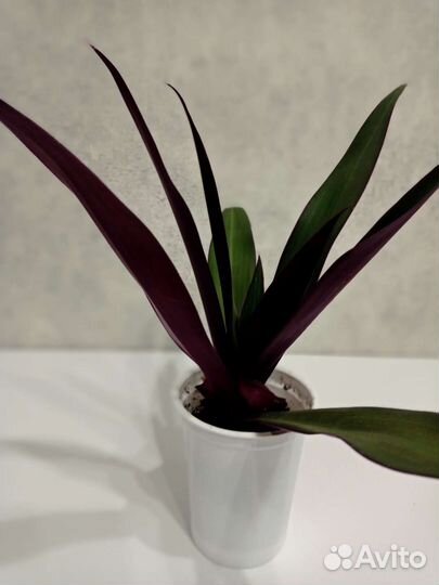 Комнатные цветы шефлера