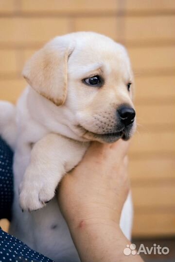 Щенки лабрадора