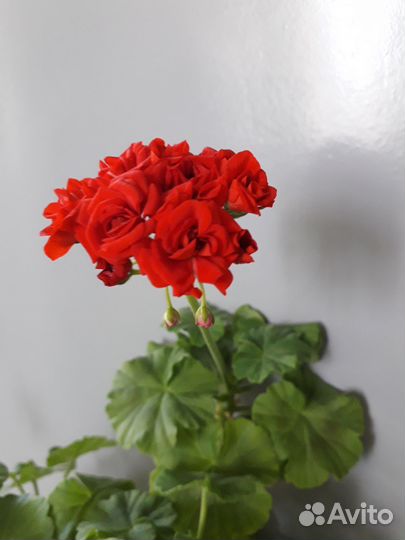 Пеларгония герань красная
