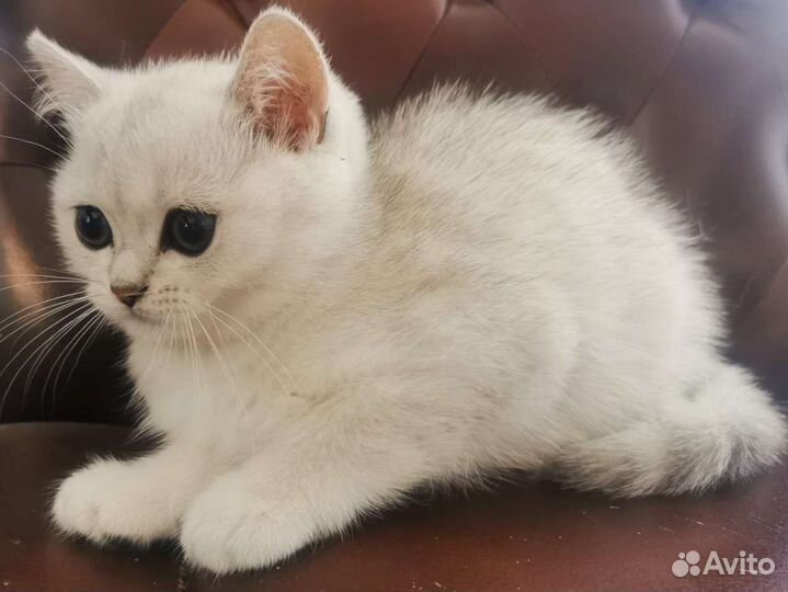 Британская