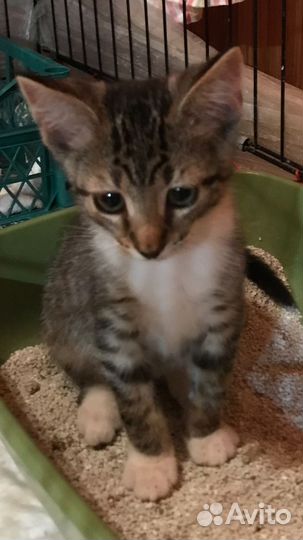 Ах как хочется домой