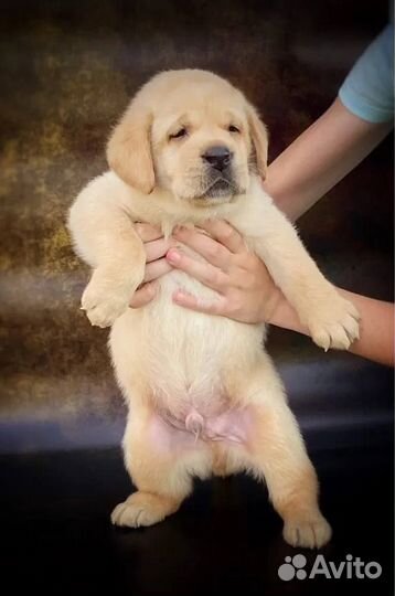 Щенки Лабрадора Ретривера