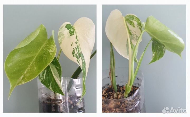 Монстера Альба вариегатная и зеленая