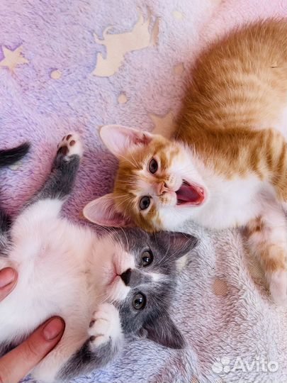 Котята в добрые руки