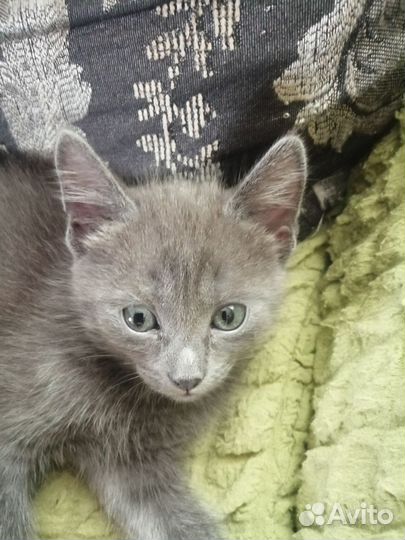 Кошечка в добрые ручки