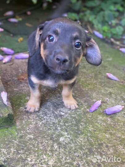 Щенок в добрые руки маленькой собаки
