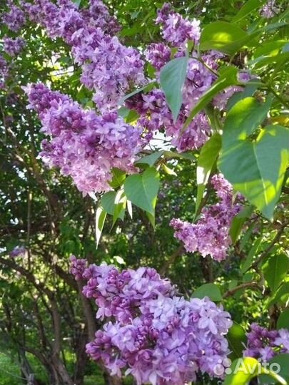 Сирень сортовая